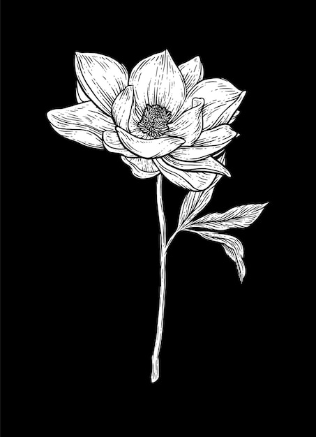 Een zwart-witte tekening van een bloem met een blad erop.