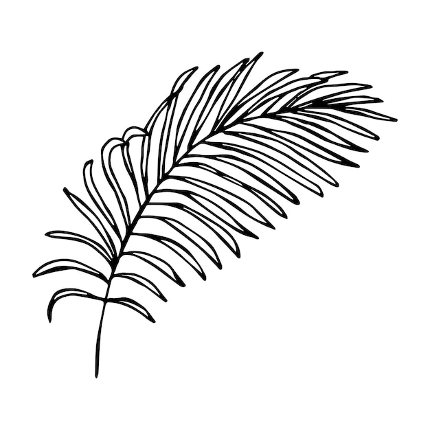 Eenvoudige tropische bladillustratie Hand getrokken vector clipart Botanische doodle