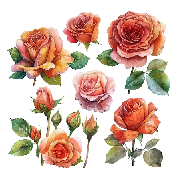 eenvoudige vector waterverf set van rozen