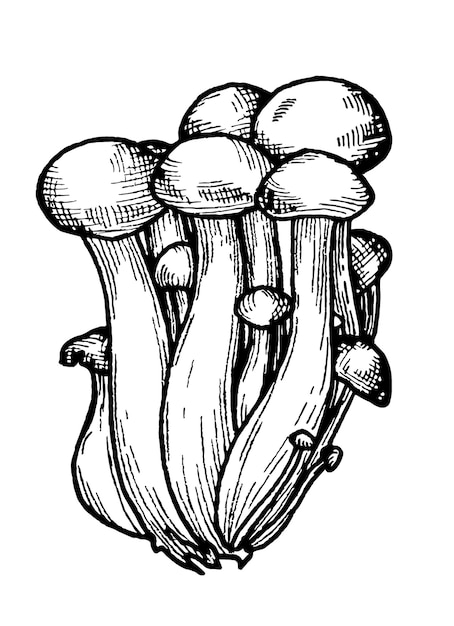 eetbare paddenstoelen in schetsstijl