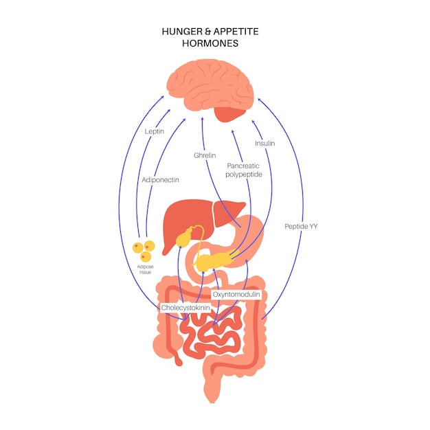 Eetlust- en hongerhormonen insuline ghreline incretine en leptine in het menselijk lichaam