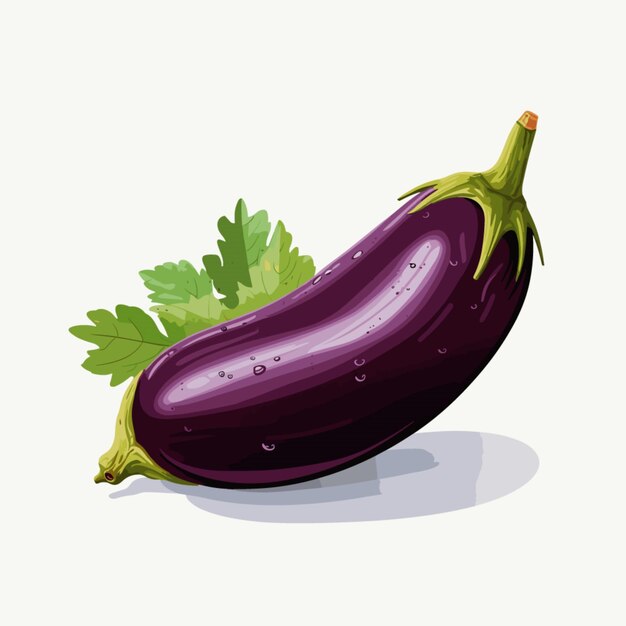 Vector egg plant vector on white background