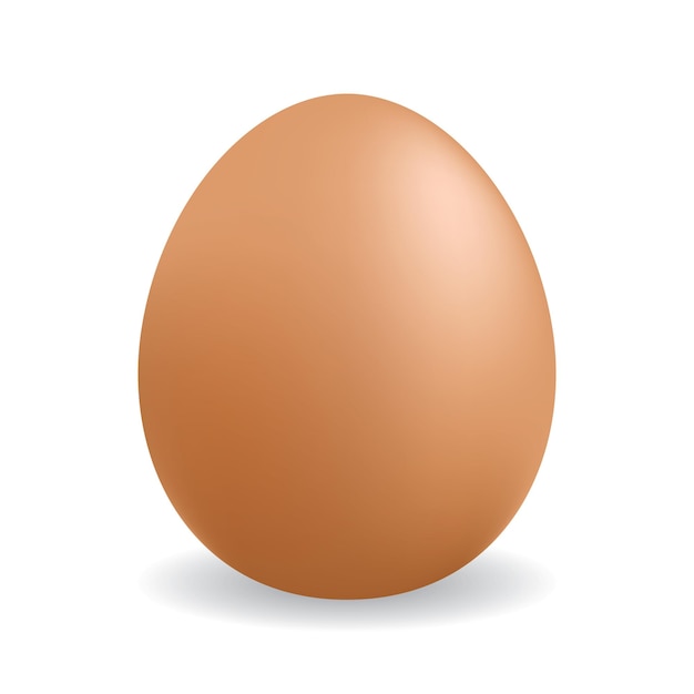 Egg realistic vector