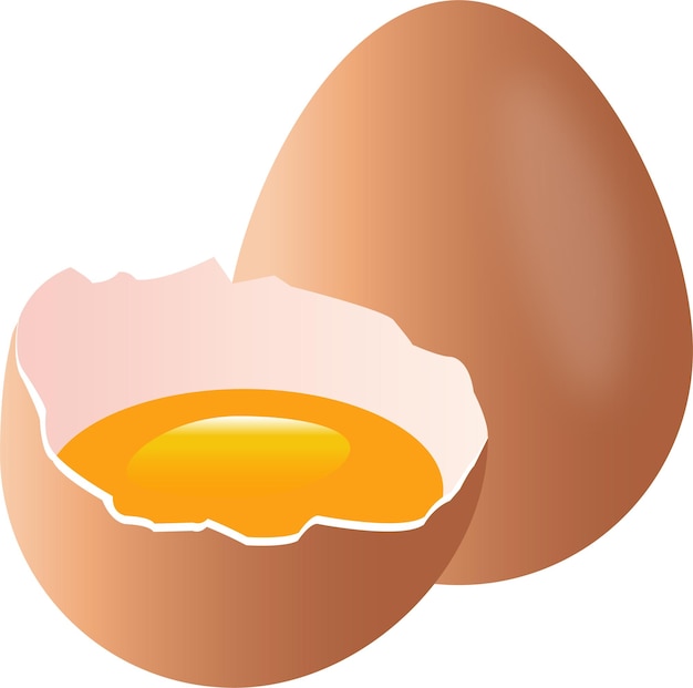 Egg yolk vector