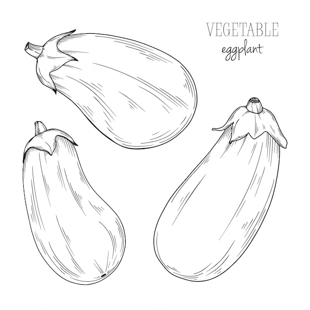 Eggplant isolated on white background. illustration