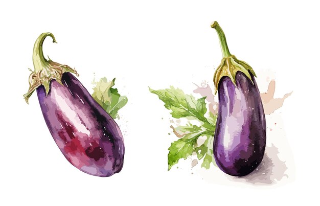 Vector eggplant watercolor painting style illustration vector set