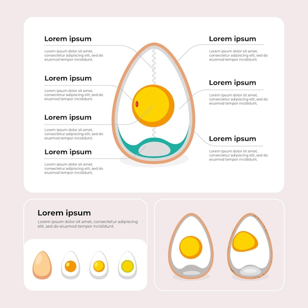 Infografica sulla struttura dei tipi di uova