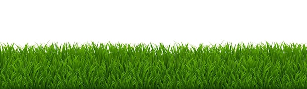 eGrassBorder изолированныйWhiteBackground_8_240124