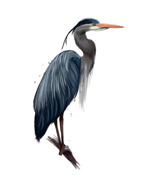 Vector egyptian heron great blue heron from multicolored paints colored drawing realistic