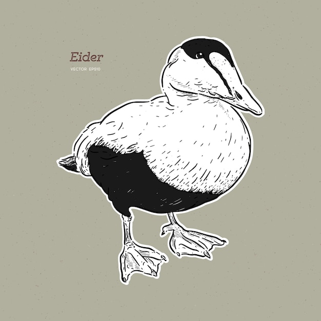 Eider Duck is een grote zee-eend