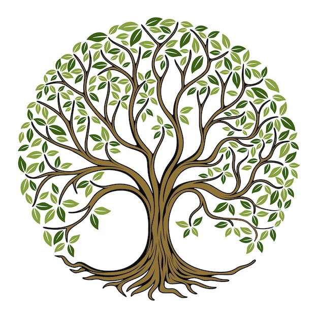 Eikebladwortel Familieboom Banyan Maple symboliseert schoonheid groei gezondheid en leven