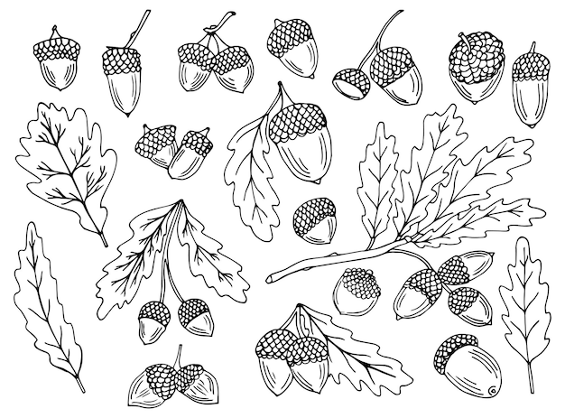 Eikels en eikenbladeren vector set. Hand getrokken doodle eikel, blad, eik - vectorillustratie