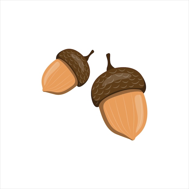 Eikenzaadjes van de machtige eik