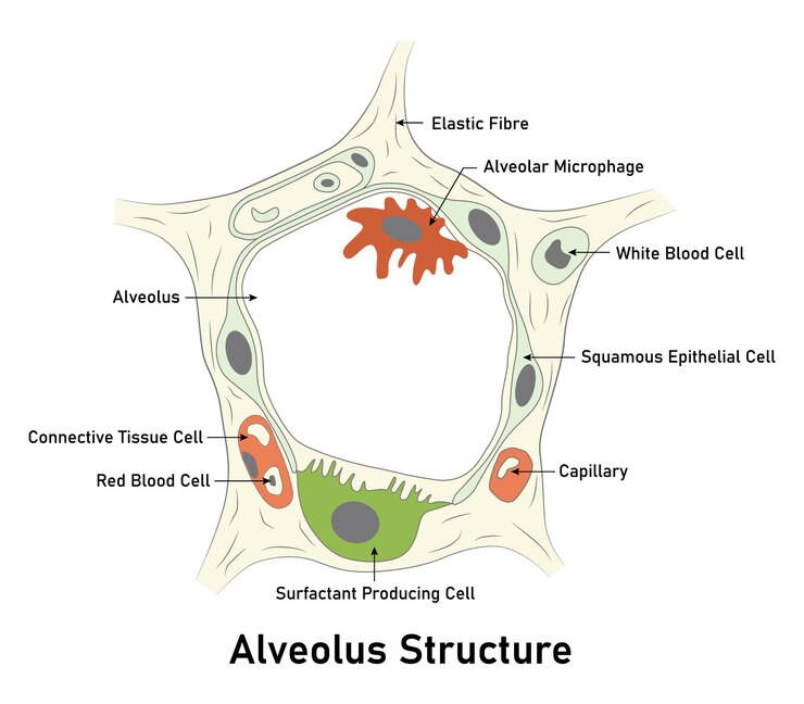 Vector elastic fibre alveolar macrophage white blood cell squamous epithelial cell alveolus capillary
