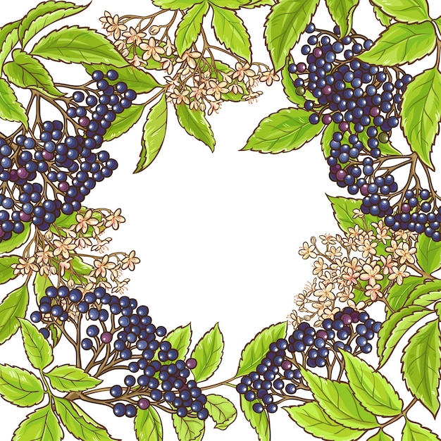 Elderberry branch vector frame