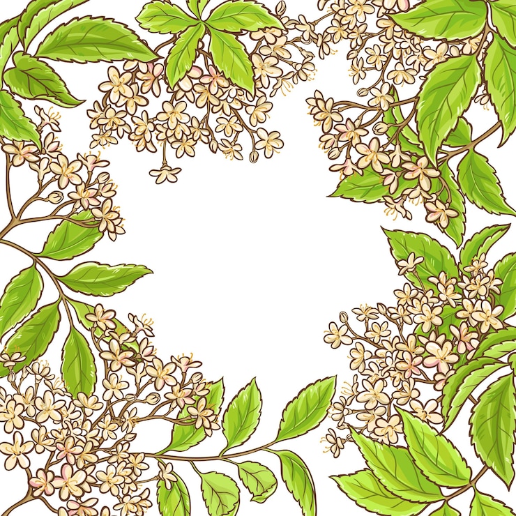 Vector elderberry branch vector frame