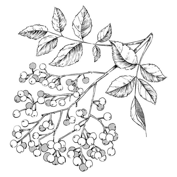 Vector elderberry branch with berries drawn in ink