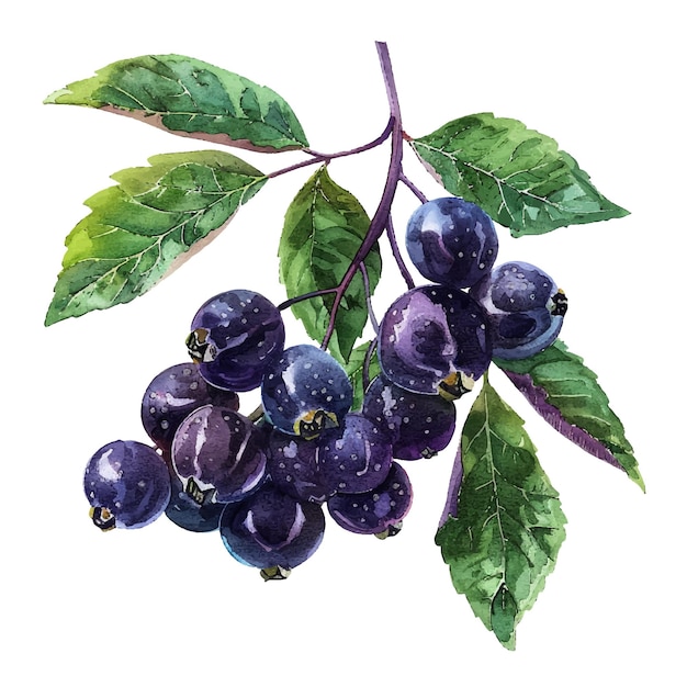 Vector elderberry fruit vector illustration in watercolour style