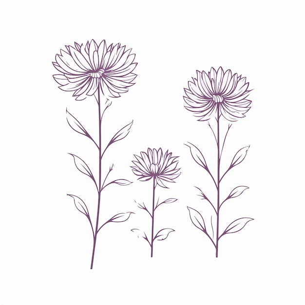 Eleganti illustrazioni di aster in stile contorno perfette per disegni floreali