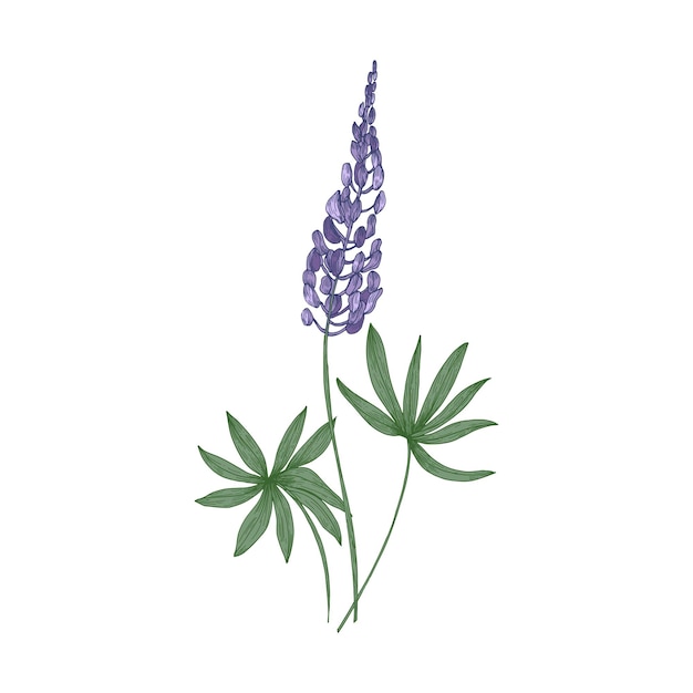 Elegant botanical drawing of Lupine purple flowers and green leaves isolated on white