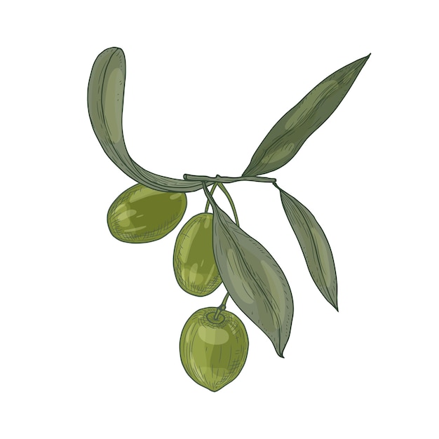 Vector elegant botanical drawing of olive tree branch with leaves and fresh raw green fruits or drupes isolated on white