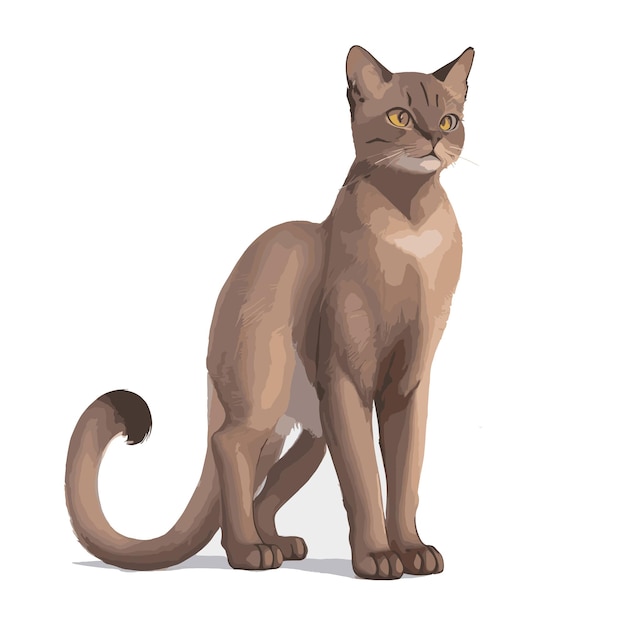 Elegant Burmese Cat Design Fully Editable Vector Drawing Artwork Ready for Customization