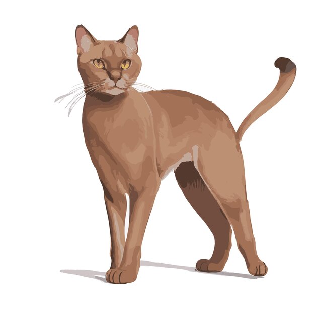 Elegant Burmese Cat Design Volledig bewerkbaar Vector Drawing Artwork Klaar voor aanpassing