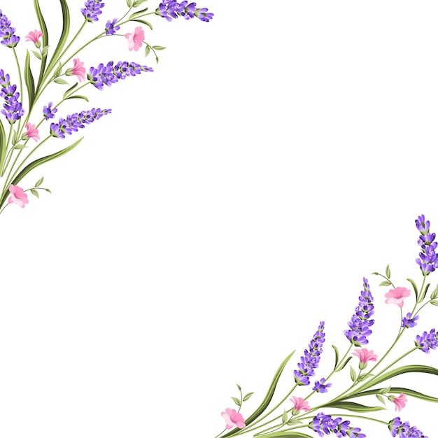 Vettore elegante carta con fiori di lavanda.