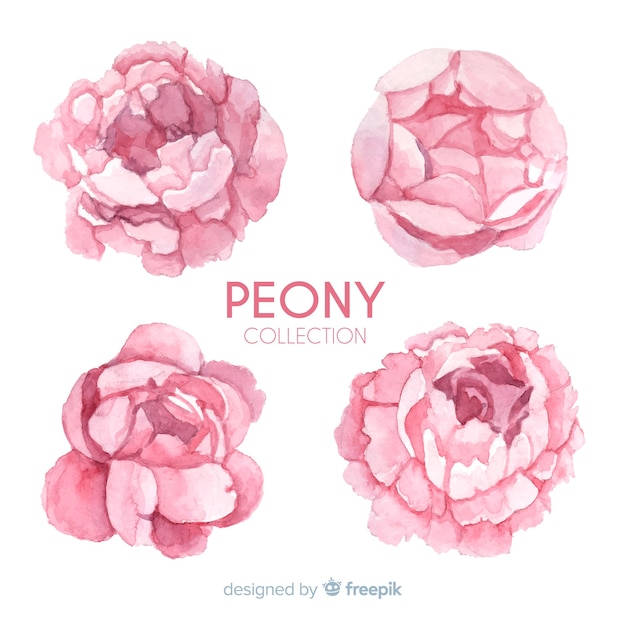 Vector elegant collection of peony flowers