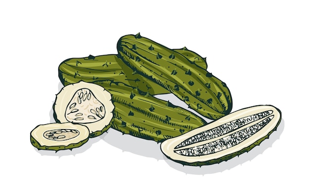 Elegant detailed drawing of whole and cut pickles or pickled cucumbers