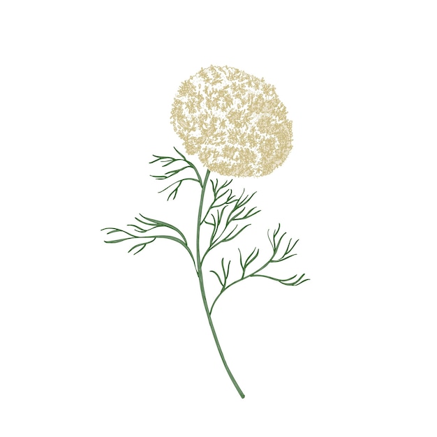 Vector elegant flowers and leaves of ammi visnaga or toothpick-plant hand drawn isolated on white