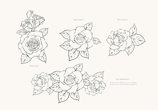 elegant hand drawn roses with detailed petals and leaves