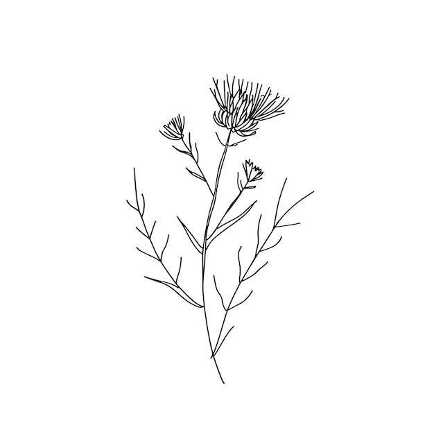 Elegant line drawing of a scottish thistle illustration for invites and cards