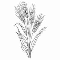 Vector elegant line drawing of summer wheat illustration for invites and cards