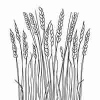 Vector elegant line drawing of summer wheat illustration for invites and cards