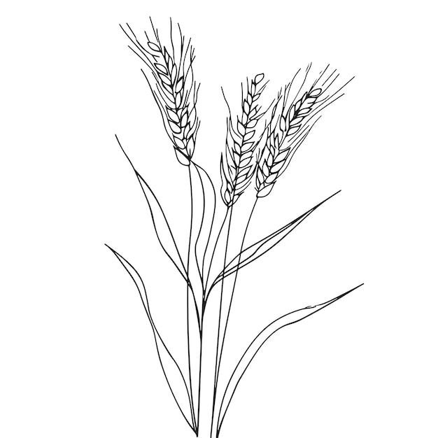 Elegant line drawing of summer wheat illustration for invites and cards