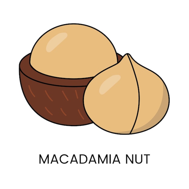 Elegant Macadamia Nut vectorgrafiek deze elegante grafiek toont de gratie en verfijning van een macadamia noot gepresenteerd in een visueel aangename compositie die zijn natuurlijke schoonheid benadrukt