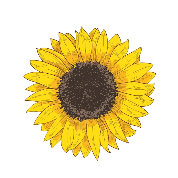 Elegante disegno realistico naturale della testa di girasole. dettaglio o parte di splendido fiore o raccolto coltivato