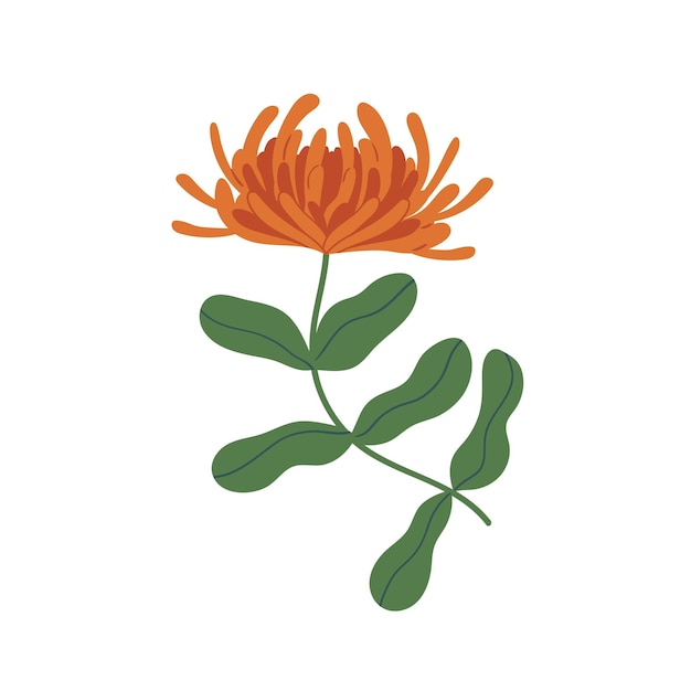 Elegant orange chrysanthemum with stem and leaves. Gorgeous fall flower with lush petals. Botanical floral element. Colorful flat vector illustration isolated on white background.