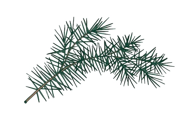 Vector elegante gedetailleerde botanische tekening van dennentak met naaldachtig gebladerte. groenblijvende naaldboom takje hand getekend op witte achtergrond. realistische natuurlijke vectorillustratie in vintage stijl.