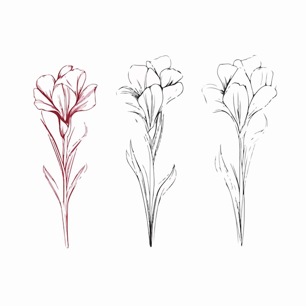 Elegante gladiolenillustratie in vectorformaat