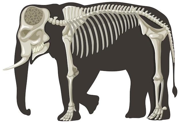 Vector elephant anatomy concept for science education