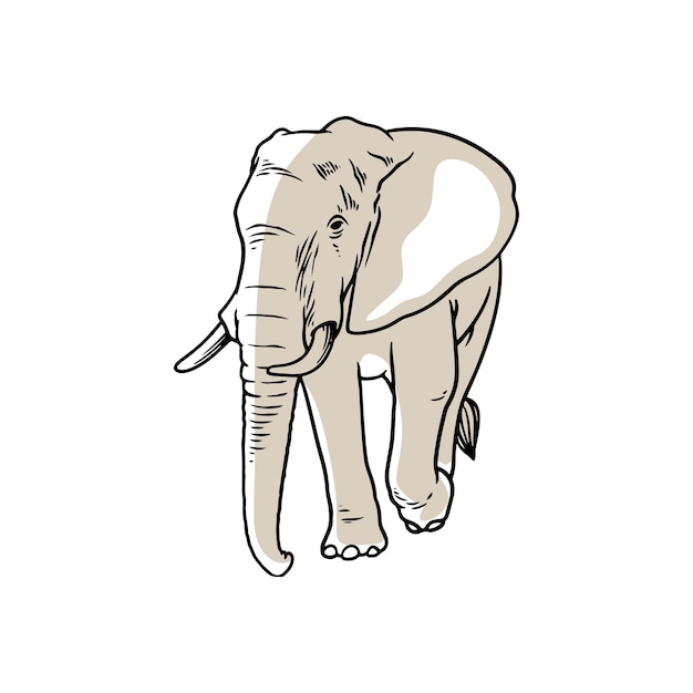 Elephant hand drawing sketch vector