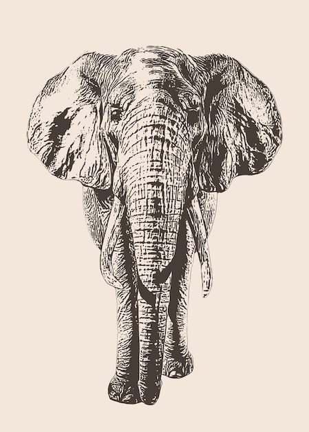 Schizzo realistico di illustrazione vettoriale disegnato a mano di elefante