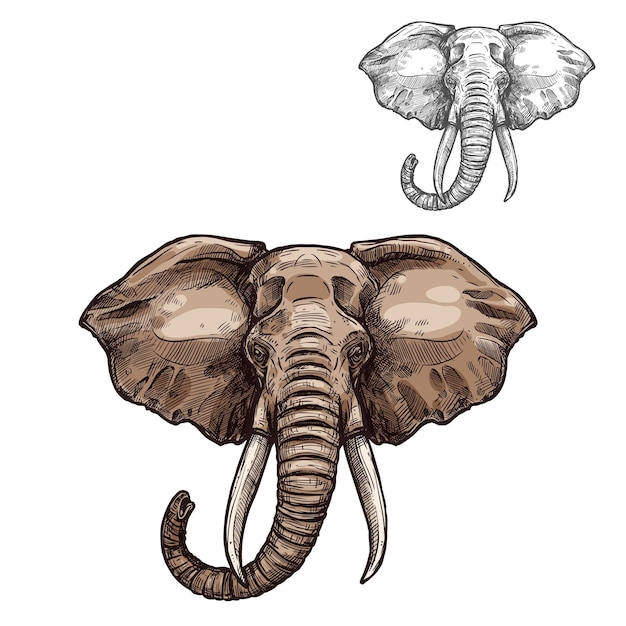 Elephant isolated sketch of african mammal animal