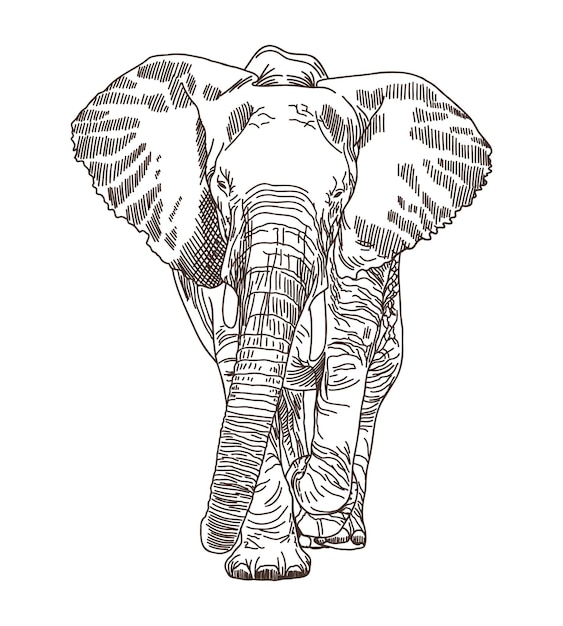 Disegno a mano di incisione lineare dell'elefante