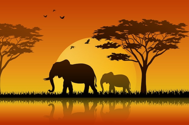 Elephant silhouette at sunset