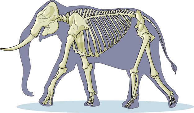 Vettore illustrazione vettoriale di scheletro di elefante