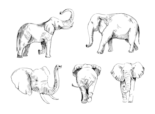 Vector elephant sketch. hand drawn illustration isolated on white