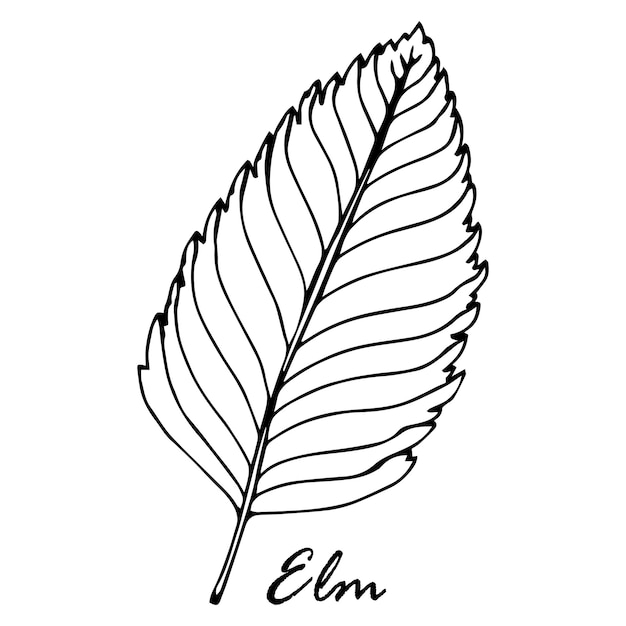 Elm tree leaf isolated on white background